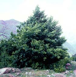 alnus oregona